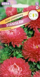 aster-piwoniowy-stanislaw-czerwony-na-ciete-kwiaty-rabaty-nasiona-1g