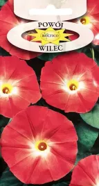 powoj-wilec-czerwony-do-3m-duze-dzwonki-okrywaja-pergole-nasiona-kwiatow-2g