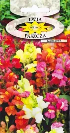 lwia-paszcza-karlowa-na-skalniaki-kwiat-rabaty-obwodki-mix-nasiona-05g