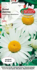 zlocien-wlasciwy-bialy-kwiaty-ciete-rabaty-bylinowe-nasiona-kwiatow-05g