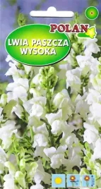 lwia-paszcza-wysoka-biala-kwiaty-ciete-rabaty-kwietniki-nasiona-05g