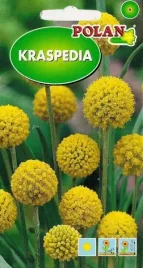 kraspedia-kulista-zolta-kwiaty-ciete-suche-bukiety-nasiona-kwiatow-01g
