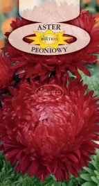 aster-peoniowy-czerwony-piekny-kwiat-ciety-rabaty-kwietniki-nasiona-1g