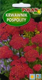 krwawnik-pospolity-rozowy-na-suszki-kwiat-ciety-skalniak-nasiona-02g