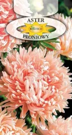 aster-chinski-peoniowy-piekny-kwiat-ciety-rabaty-kwietniki-nasiona-1g