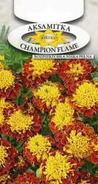 aksamitka-rozpierzchla-niska-pelna-champion-flame-nasiona-kwiatow-03g