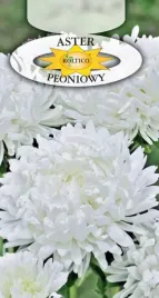 aster-peoniowy-bialy-piekny-kwiat-ciety-rabaty-kwietniki-nasiona-1g