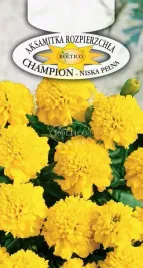 aksamitka-rozpierzchla-niska-pelna-champion-zolta-kwiat-nasiona-03g