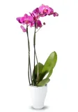 doniczka-oslonka-ceramiczna-na-storczyk-biala-kod-producenta-3103918