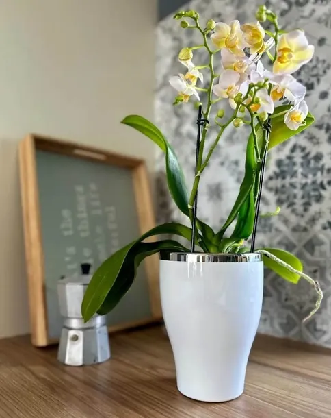 doniczka-oslonka-ceramiczna-na-storczyk-biala-stan-nowy-maks-szerokosc-13-cm