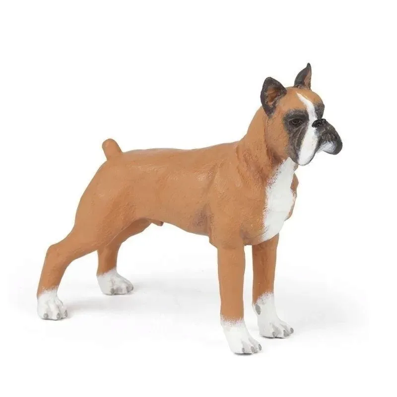 boxer