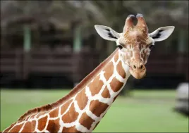 giraffe-at-the-montgomery-zoo-in-oak-park-carol-highsmith-plakat-42x29