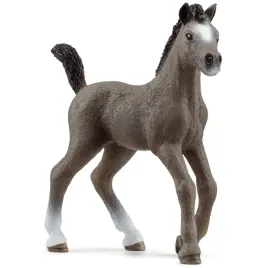 zrebak-rasy-cheval-de-selle-francais