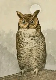 karnet-st488-b6-koperta-sowa