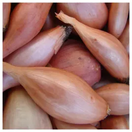 cebula-szalotka-zebrune-czerwona-podluzna-nasiona-warzyw