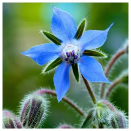 ogorecznik-lekarski-miododajny-zdrowy-nasiona-ziol