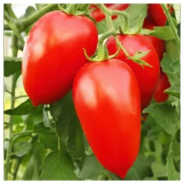 pomidor-gruntowy-wysoki-s-marzano-3-podluzny-idealny-na-przetwory-nasiona