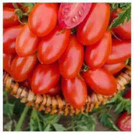 pomidor-malinowy-kapturek-do-600-sztuk-owocow-na-krzaku-slodki-nasiona