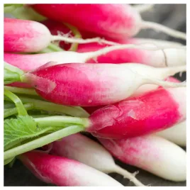 rzodkiewka-18-dniowa-szybko-rosnie-plenna-popularna-odmiana-nasiona-warzyw