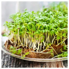 rzezucha-ogrodowa-nasiona-na-kielki-nasiona-warzyw