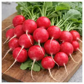 rzodkiewka-saxa-czerwona-okragla-duzy-owoc-nasiona-warzyw