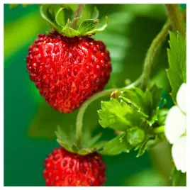 poziomka-rugia-plenna-slodka-duze-owoce-nasiona