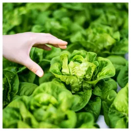 salata-maslowa-krolowa-majowych-wczesna-latwa-w-uprawie-smaczna-nasiona