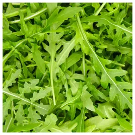 rukola-wieloletnia-zdrowa-przyprawa-nasiona-ziol-warzyw