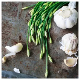 szczypiorek-czosnkowy-wieloletni-leczniczy-doskonaly-smak-nasiona-warzyw