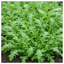 rukola-rokietta-siewna-na-pizze-nasiona-ziol-warzyw-przypraw