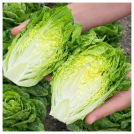 salata-rzymska-parris-island-cos-smaczna-odporna-nasiona-warzyw