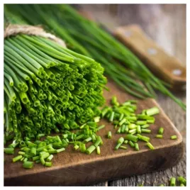 szczypiorek-szczypior-bohemia-wieloletni-nasiona-warzyw