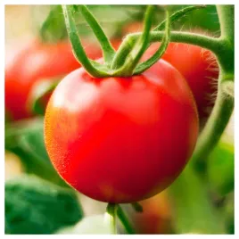 pomidor-szklarniowy-pod-oslony-tunel-pedro-f1-plenny-odporny-nasiona-warzyw