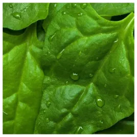 szpinak-nowozelandzki-bardzo-plenny-nasiona-warzyw