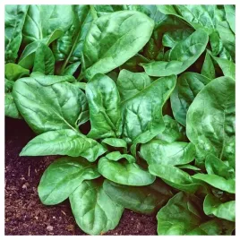 szpinak-matador-duze-liscie-szybko-rosnacy-nasiona-warzyw