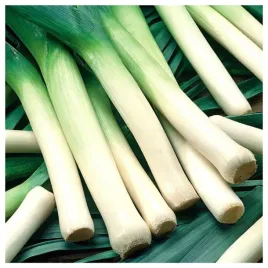 por-juhas-srednio-pozny-bardzo-plenny-odporny-nasiona-warzyw