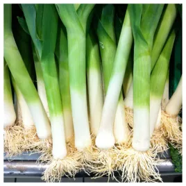 por-bartek-odmiana-pozna-zimujaca-plenna-nasiona-warzyw