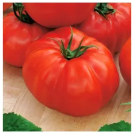 pomidor-malinowy-saint-pierre-wczesny-odporny-nasiona-warzyw