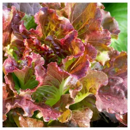 salata-lisciowa-czerwona-wczesna-rosela-odporna-nasiona-warzyw