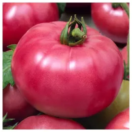 pomidor-malinowy-ozarowski-wysoka-jakosc-odporny-nasiona-warzyw