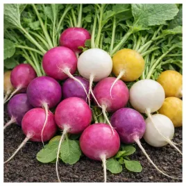 rzodkiewka-mieszanka-odmian-duze-opakowanie-nasiona-warzyw