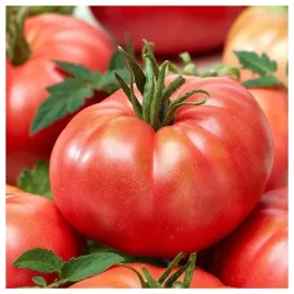 pomidor-gruntowy-wczesny-malinowy-warszawski-wysoki-nasiona