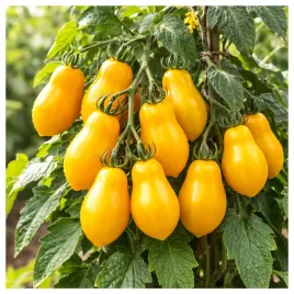 pomidor-koktajlowy-zolty-ksztalt-gruszki-wysoki-nasiona-warzyw