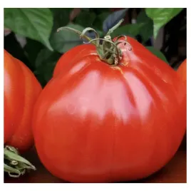 pomidor-gruntowy-wysoki-or-pera-d-abruzzo-gruszkowy-miesisty-duzy-nasiona