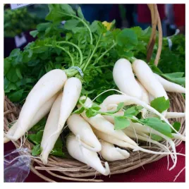 rzodkiew-letnia-biala-dluga-nasiona-warzyw
