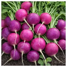 rzodkiewka-okragla-fioletowa-malaga-delikatna-w-smaku-nasiona
