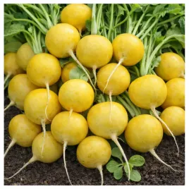 rzodkiewka-okragla-zolta-nasiona-duzy-owoc-rzadko-spotykany