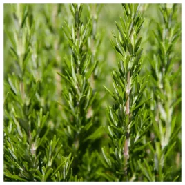 rozmaryn-aromatyczna-przyprawa-nasiona-ziol