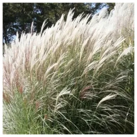 trawa-ozdobna-miskant-chinski-wieloletnia-nasiona-trawy-roslin-ozdobnych