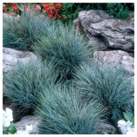 niebieska-trawa-kostrzewa-sina-wieloletnia-nasiona